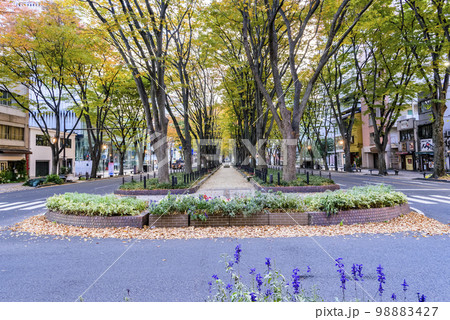 定禅寺通り 秋 98883427