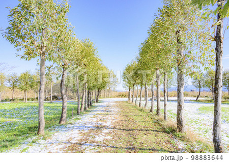 新潟　福島潟の稲架木風景 98883644