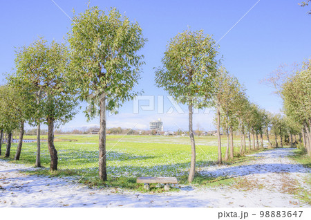 新潟　福島潟の稲架木風景 98883647
