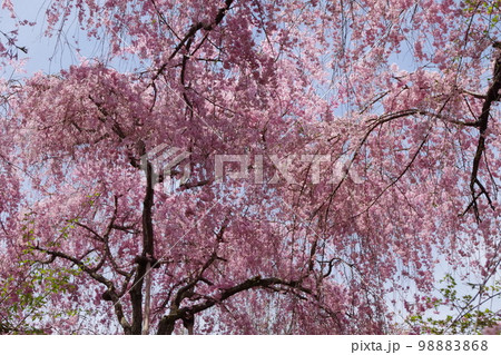 絢爛　満開のしだれ桜 98883868
