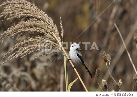 シマエナガ 98883958