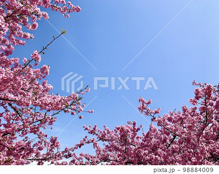 満開の桜並木(河津桜)と青空〈乙川堤防/愛知県岡崎市〉 98884009