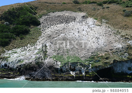 【ダニーデン・ニュージーランド】オタゴ半島 クルーズ 98884055