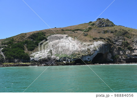 【ダニーデン・ニュージーランド】オタゴ半島 クルーズ 【ダニーデン・ニュージーランド】オタゴ半島 クルーズ 98884056