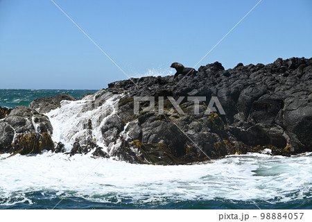 【ダニーデン・ニュージーランド】オタゴ半島 クルーズ 【ダニーデン・ニュージーランド】オタゴ半島 クルーズ 98884057