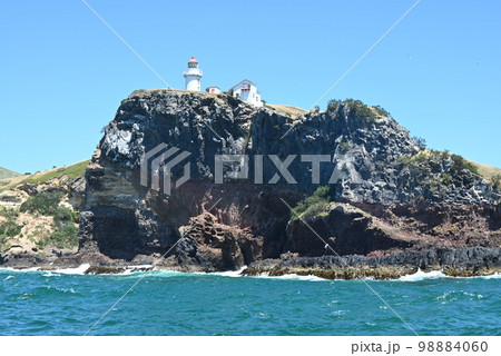 【ダニーデン・ニュージーランド】オタゴ半島 クルーズ 【ダニーデン・ニュージーランド】オタゴ半島 クルーズ 98884060