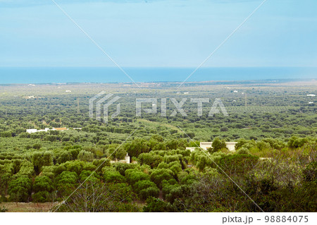 Wonderful view on a beautiful nature of Ostuni, Bari, Italy. Wonderful view on a beautiful nature of Ostuni, Bari, Italy. 98884075