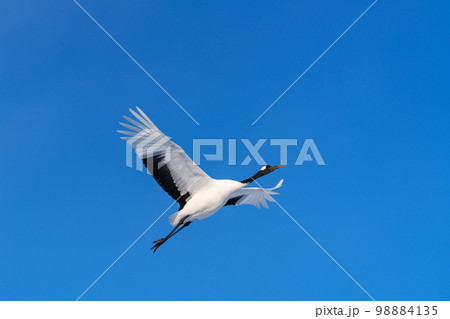 飛翔するタンチョウ　美しい北海道観光の景色 98884135