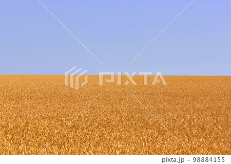 Wheat field. Ears of golden wheat. Beautiful Nature. Rural Scenery under Shining Sunlight. Background of ripening ears of meadow wheat field. 98884155