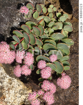 エッチュウミセバヤのピンク色の花 98884323