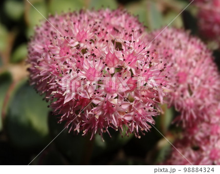 エッチュウミセバヤのピンク色の花 98884324