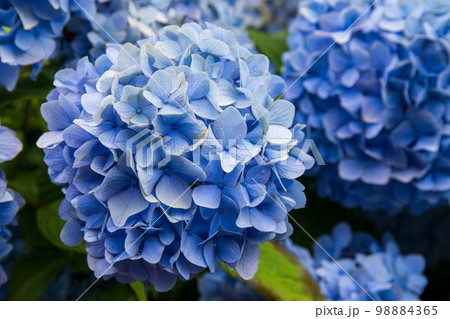 太陽の光を浴びて輝く青紫の紫陽花 太陽の光を浴びて輝く青紫の紫陽花 98884365