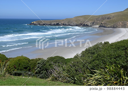 【ダニーデン・ニュージーランド】ペンギン・プレイス 【ダニーデン・ニュージーランド】ペンギン・プレイス 98884443