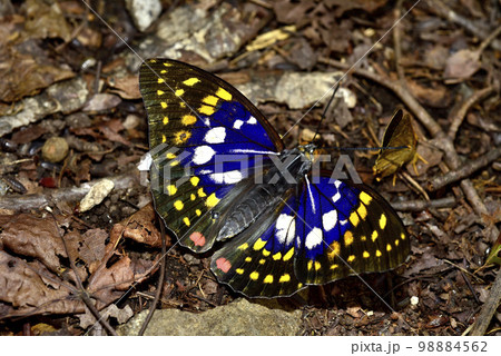 オオムラサキ オオムラサキ 98884562