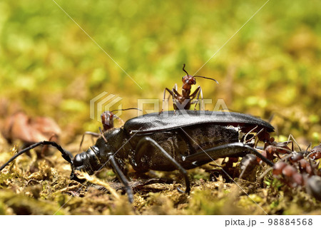 蟻とカミキリムシ 蟻とカミキリムシ 98884568