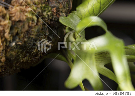 ビカクシダ コロナリウム‘White’の幼い貯水葉 98884785