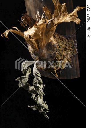 休眠状態のビカクシダ ワリチーの全景の写真素材 [98884786] - PIXTA