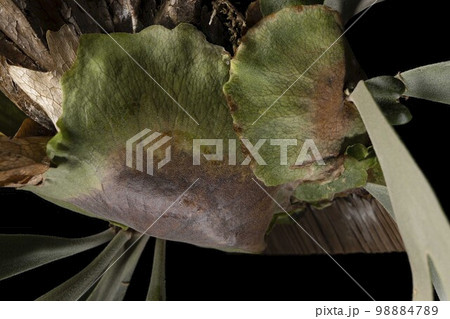 ビカクシダ ウィリンキー本体と子株の2ショット 98884789