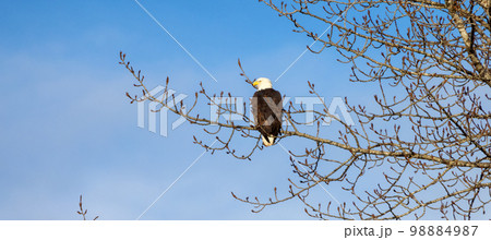 Bold Eagle sitting on a tree branch. Squamish, BC, Canada. 98884987