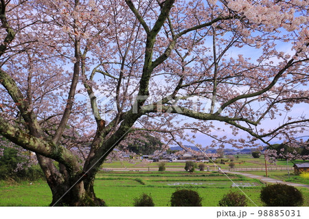 橘寺から川原寺（弘福寺）を見る（奈良県明日香村） 98885031