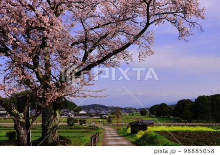 橘寺から川原寺（弘福寺）を見る（奈良県明日香村） 98885058