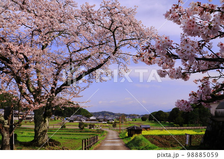 橘寺から川原寺(弘福寺)を見る(奈良県明日香村) 橘寺から川原寺(弘福寺)を見る(奈良県明日香村) 98885059