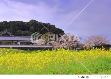 橘寺（奈良県明日香村）花畑 98885062