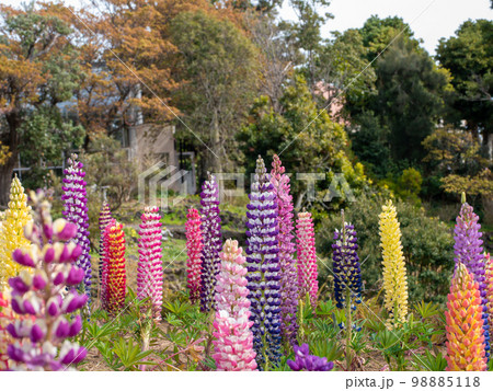 ルピナスの咲く風景~花言葉・想像力 ルピナスの咲く風景~花言葉・想像力 98885118