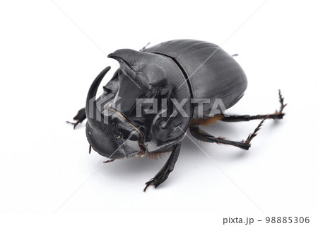 ダイコクコガネ 98885306