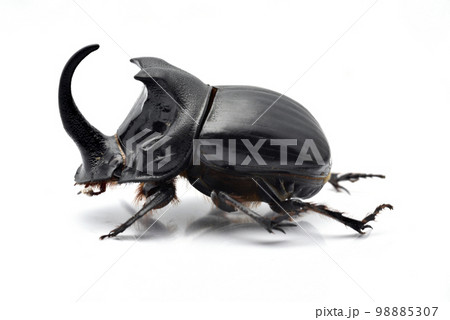 ダイコクコガネ 98885307