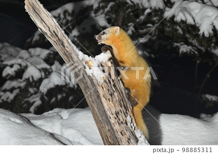 ホンドテン 98885311