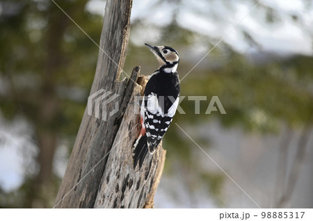 アカゲラ 98885317