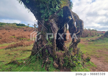 View of the trunk of an old tree. A broken tree. View of the trunk of an old tree. A broken tree. 98885509