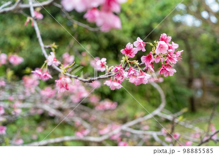 桜 桜 98885585
