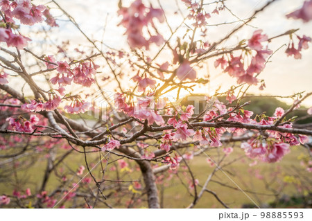 桜 98885593