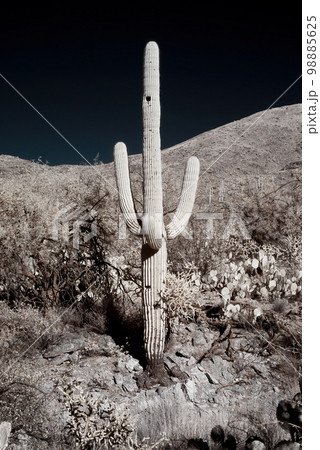 Infrared Saguaro Cactus Sonora desert Arizona Sepia Tone Infrared Saguaro Cactus Sonora desert Arizona Sepia Tone 98885625
