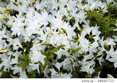 春 花 屋外 98885725