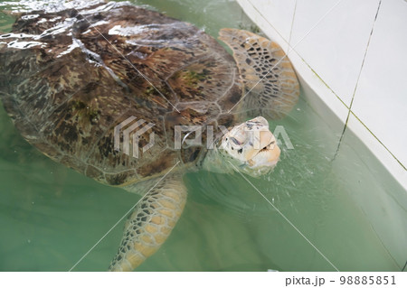 sea turtle breathing over water surface on tank at Ko Man Nai sea turtle breathing over water surface on tank at Ko Man Nai 98885851