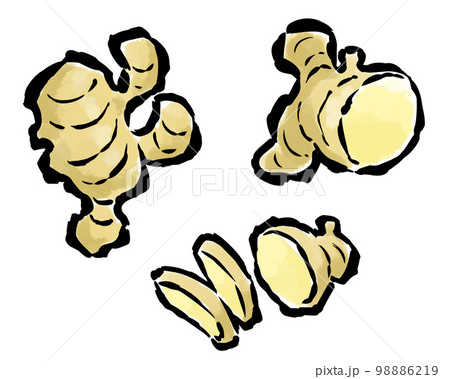 生姜(全体・半分・輪切り・ひとかけ) 筆タッチイラストセット 生姜(全体・半分・輪切り・ひとかけ) 筆タッチイラストセット 98886219