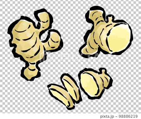 生姜(全体・半分・輪切り・ひとかけ) 筆タッチイラストセット 生姜(全体・半分・輪切り・ひとかけ) 筆タッチイラストセット 98886219