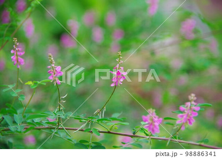 コマツナギ コマツナギ 98886341