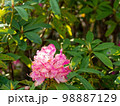 咲いているピンクのシャクナゲの花 98887129