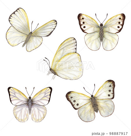 Set of watercolor cabbage butterflies isolated on white background. Perfect for wallpaper, print, textile, nursery, scrapbooking, wedding invitation, banner design, postcards, clothing 98887917