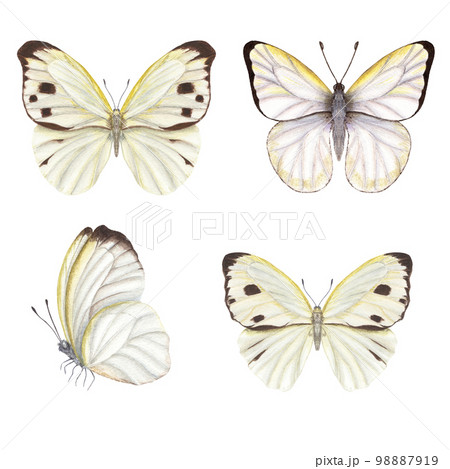 Set of watercolor cabbage butterflies isolated on white background. Perfect for wallpaper, print, textile, nursery, scrapbooking, wedding invitation, banner design, postcards, clothing Set of watercolor cabbage butterflies isolated on white background. Perfect for wallpaper, print, textile, nursery, scrapbooking, wedding invitation, banner design, postcards, clothing 98887919