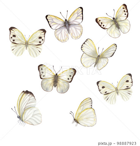 Set of watercolor cabbage butterflies isolated on white background. Perfect for wallpaper, print, textile, nursery, scrapbooking, wedding invitation, banner design, postcards, clothing 98887923