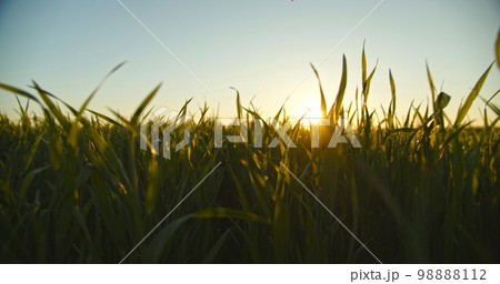 Slow motion low angle view to the green young wheat field while sunset. Agriculture wheat field over blue sky, horizon line with a sun. Slow motion low angle view to the green young wheat field while sunset. Agriculture wheat field over blue sky, horizon line with a sun. 98888112
