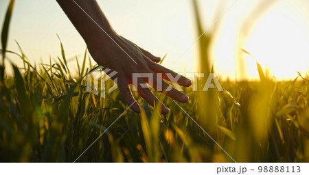 Human  man's hand moving through green field of the grass. Male hand touching a young  wheat  in the wheat field while sunset.   Boy's hand touching wheat during sunset. 98888113