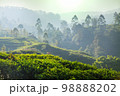 Tea plantation 98888202