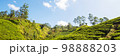 Tea plantation 98888203