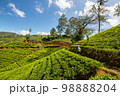 Tea plantation 98888204